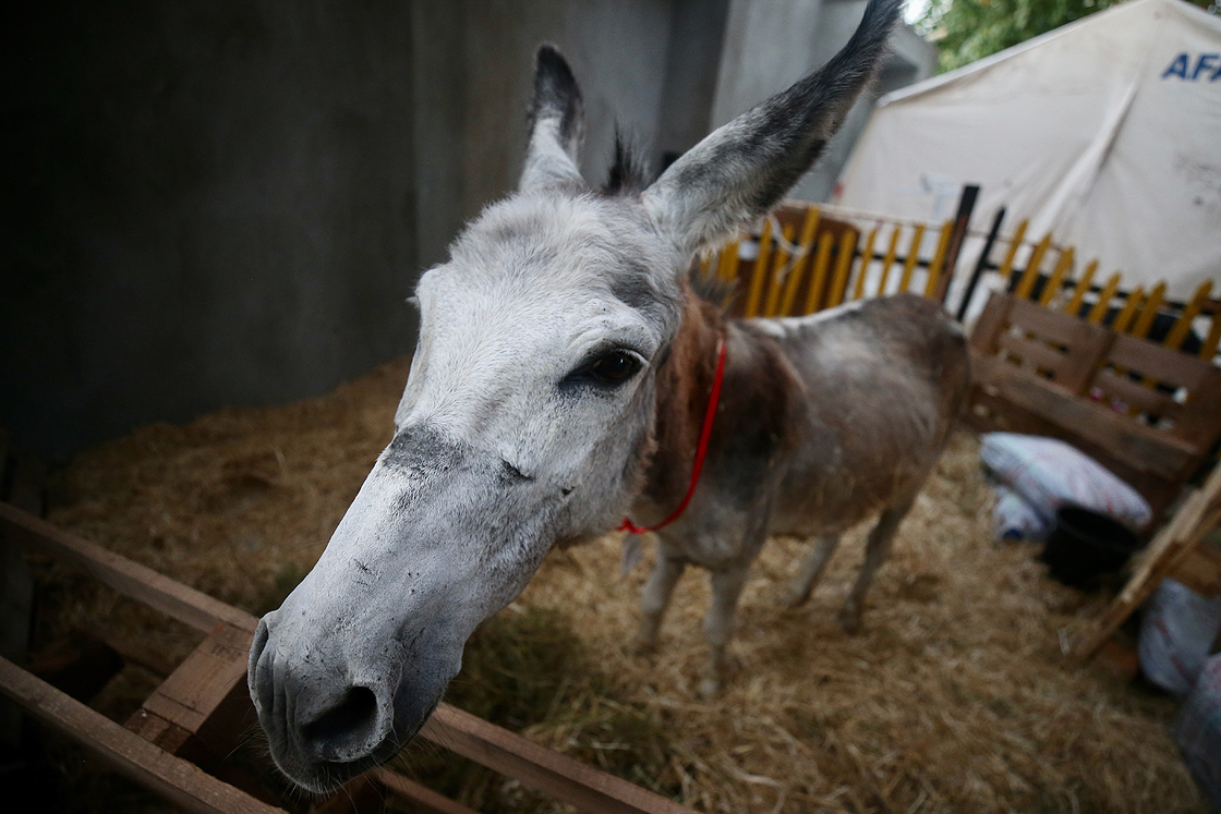 Orman yangınında yaralanan hayvanlar Sahra Hastanesinde tedavi ediliyor