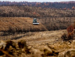 Antalya’da yanan ormanlar 100 milyon fidanla yeniden yeşerecek