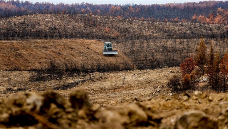Antalya’da yanan ormanlar 100 milyon fidanla yeniden yeşerecek
