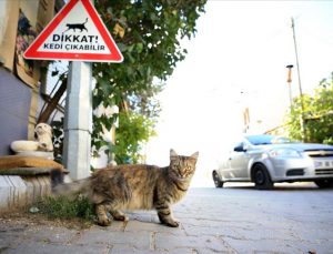 Kırklareli’nde sürücüler ‘kedi – köpek çıkabilir’ tabelalarıyla uyarılıyor
