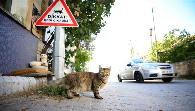 Kırklareli’nde sürücüler ‘kedi – köpek çıkabilir’ tabelalarıyla uyarılıyor
