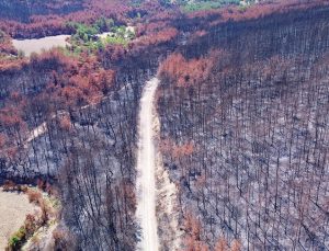 Adana ve Osmaniye’de yanan ormanlık alanlarda 4 milyon fidan toprakla buluşacak