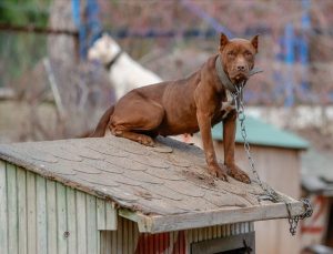 Antalya’daki hayvan barınağı ‘tehlikeli tür’ köpeklere yuva oldu