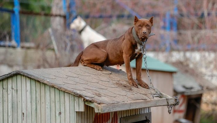 Antalya’daki hayvan barınağı ‘tehlikeli tür’ köpeklere yuva oldu