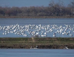 Meriç Deltası 40 bin su kuşunu ağırlıyor