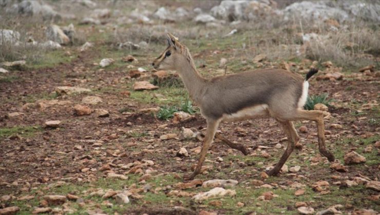 Hatay’daki ‘gazella gazella’ ceylanı sayısında artış