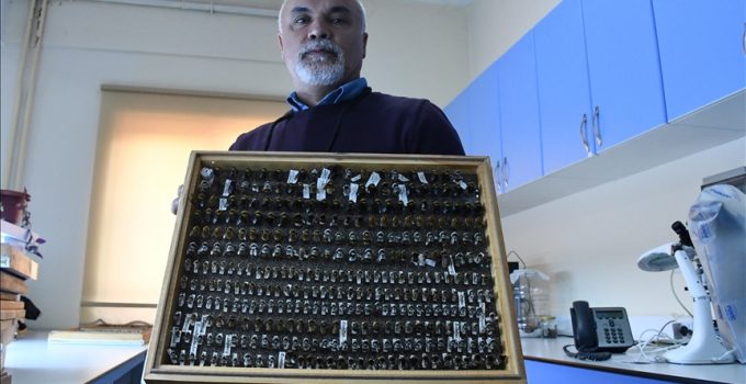 ‘Böcek sevdalısı’ profesör, 4 bin türlük koleksiyonunu müzede sergilemek istiyor