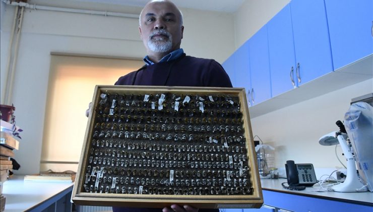 ‘Böcek sevdalısı’ profesör, 4 bin türlük koleksiyonunu müzede sergilemek istiyor
